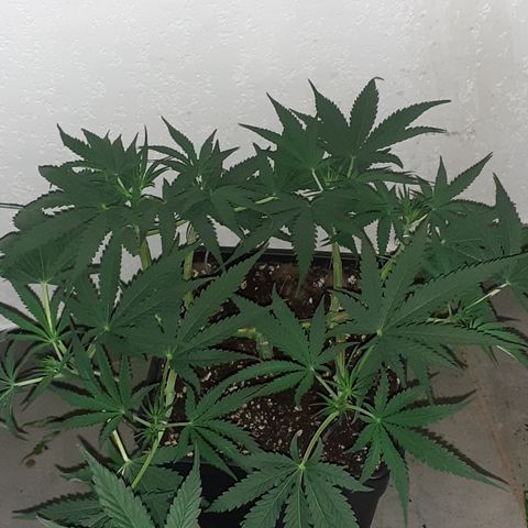 Gorilla Girl Fv growlog timeline photo