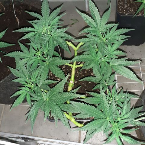 Gorilla Girl Fv growlog timeline photo