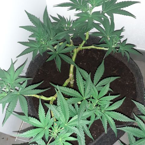 Gorilla Girl Fv growlog timeline photo