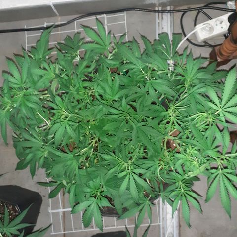 Pakistan Valley  growlog timeline photo