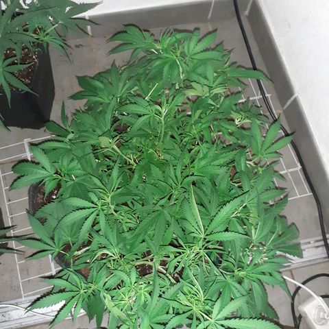 Pakistan Valley  growlog timeline photo