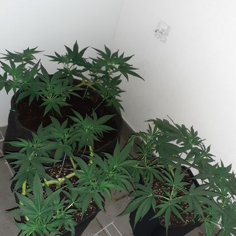 Gorilla Girl Fv growlog timeline photo