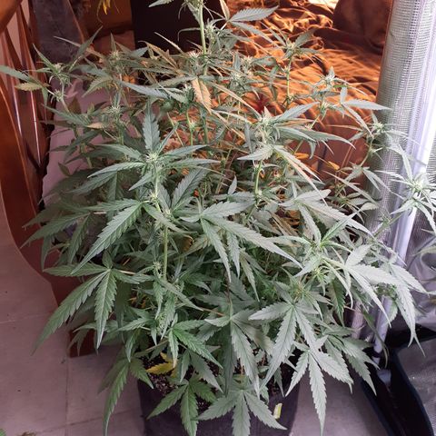 Gorilla Glue Auto  growlog timeline photo