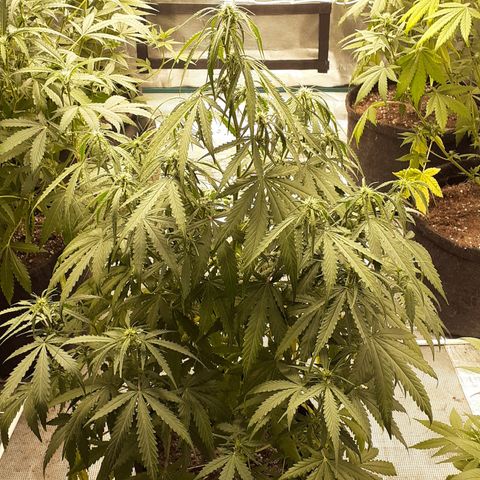 Gorilla Glue Auto  growlog timeline photo
