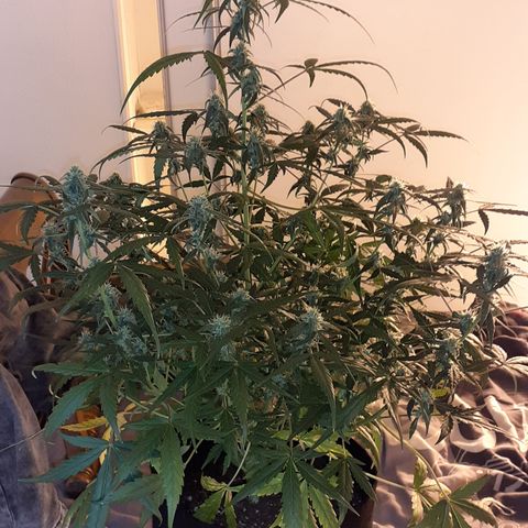 Gorilla Glue Auto  growlog timeline photo
