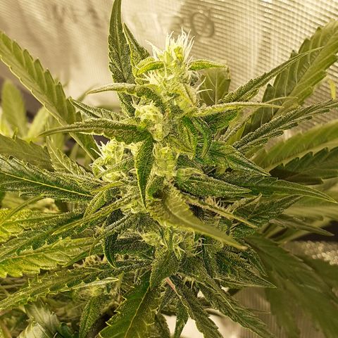 Red Critical Auto  growlog timeline photo