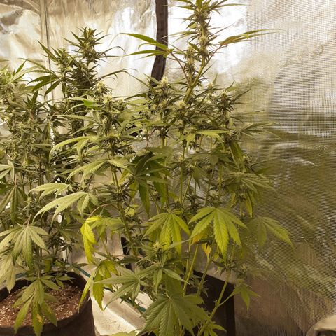 Red Critical Auto  growlog timeline photo