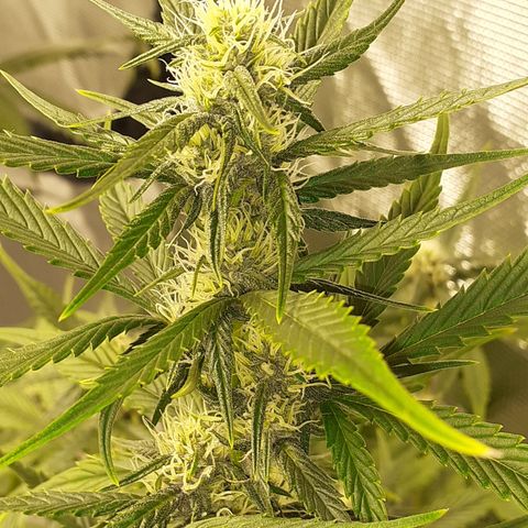 Red Critical Auto  growlog timeline photo