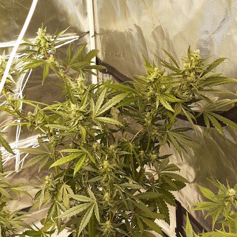 Red Critical Auto  growlog timeline photo