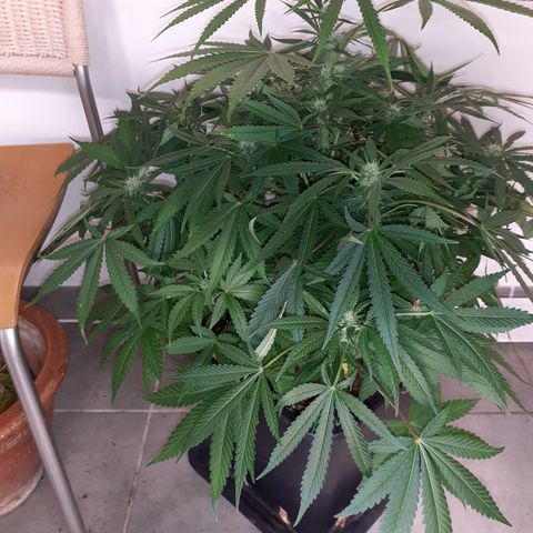 Bruce Banner Auto  growlog timeline photo