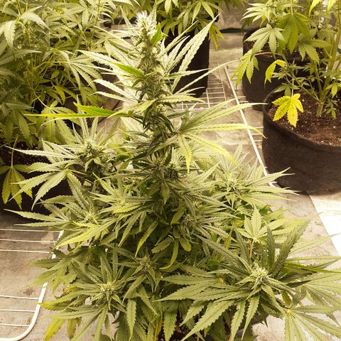 Bruce Banner Auto  growlog timeline photo