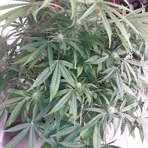 Bruce Banner Auto  growlog timeline photo