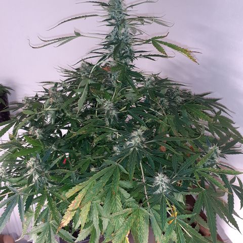 Lemon Kush Auto  growlog timeline photo