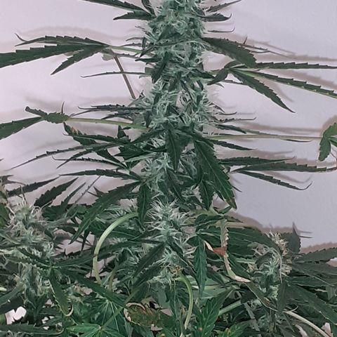 Lemon Kush Auto  growlog timeline photo