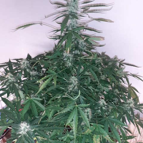 Lemon Kush Auto  growlog timeline photo
