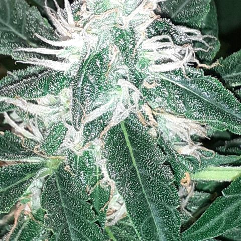 Lemon Kush Auto  growlog timeline photo