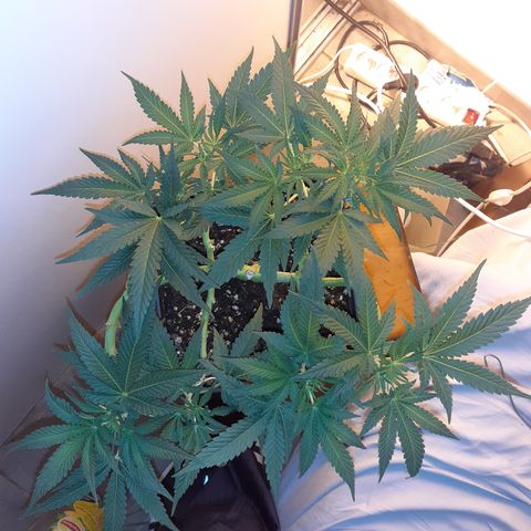 Gorilla Girl Fv growlog timeline photo