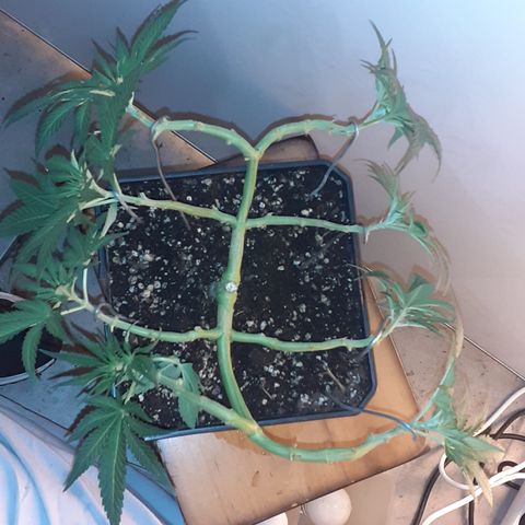 Gorilla Girl Fv growlog timeline photo