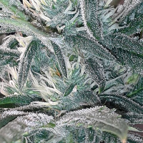 Bruce Banner Auto  growlog timeline photo