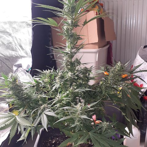 Bruce Banner Auto  growlog timeline photo