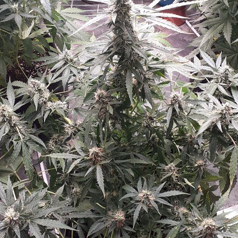 Lemon Kush Auto  growlog timeline photo