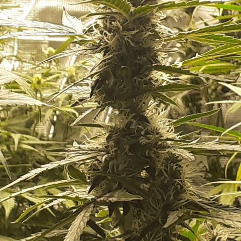 Lemon Kush Auto  growlog timeline photo