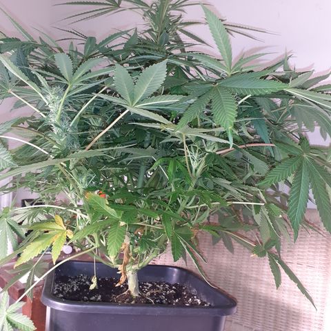 Bruce Banner Auto  growlog timeline photo
