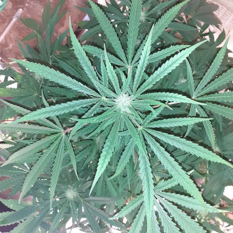 Bruce Banner Auto  growlog timeline photo