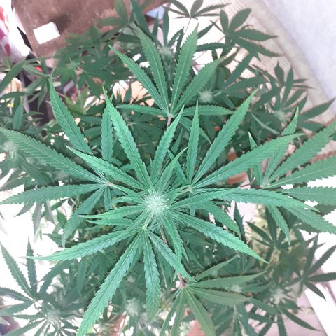 Bruce Banner Auto  growlog timeline photo