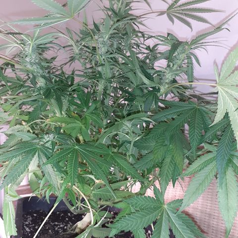 Bruce Banner Auto  growlog timeline photo