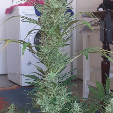 Bruce Banner Auto  growlog timeline photo