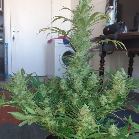 Bruce Banner Auto  growlog timeline photo