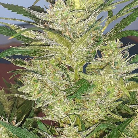 Bruce Banner Auto  growlog timeline photo