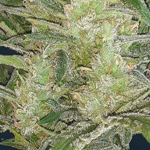 Bruce Banner Auto  growlog timeline photo