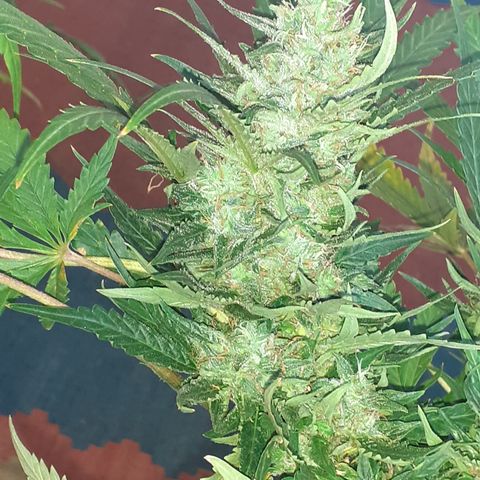 Bruce Banner Auto  growlog timeline photo