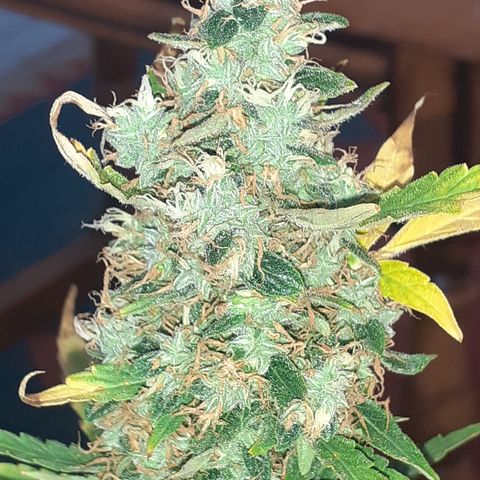 Lemon Kush Auto  growlog timeline photo