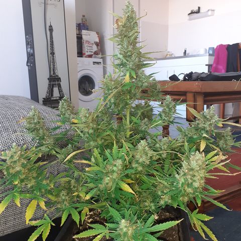 Lemon Kush Auto  growlog timeline photo