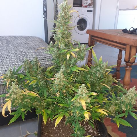 Lemon Kush Auto  growlog timeline photo