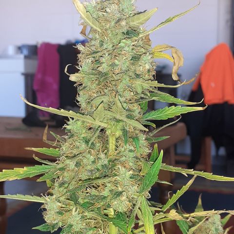 Lemon Kush Auto  growlog timeline photo