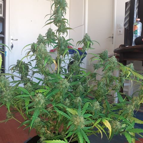 Gorilla Glue Auto  growlog timeline photo