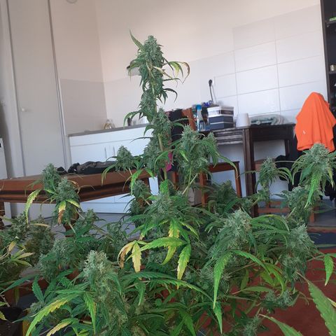 Gorilla Glue Auto  growlog timeline photo