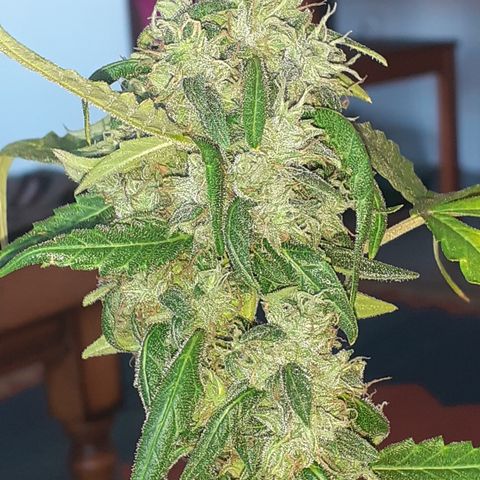 Gorilla Glue Auto  growlog timeline photo