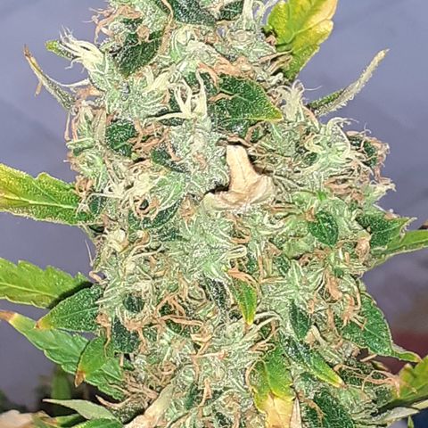 Lemon Kush Auto  growlog timeline photo