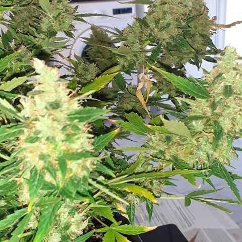 Lemon Kush Auto  growlog timeline photo