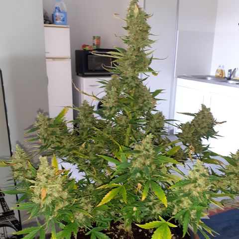 Lemon Kush Auto  growlog timeline photo