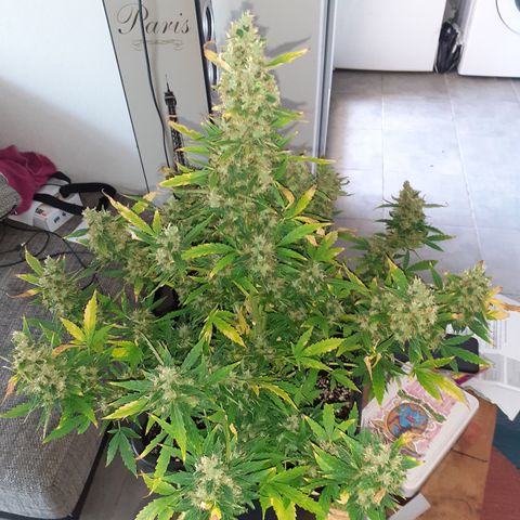 Lemon Kush Auto  growlog timeline photo