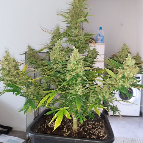 Lemon Kush Auto  growlog timeline photo