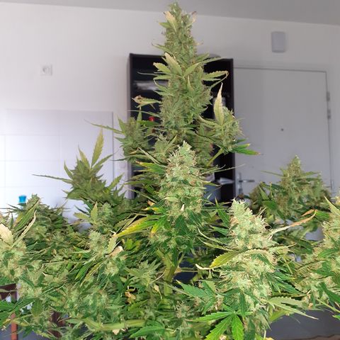 Lemon Kush Auto  growlog timeline photo