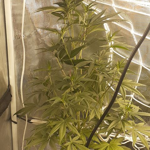 Gorilla Girl Fv growlog timeline photo