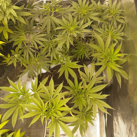 Gorilla Girl Fv growlog timeline photo